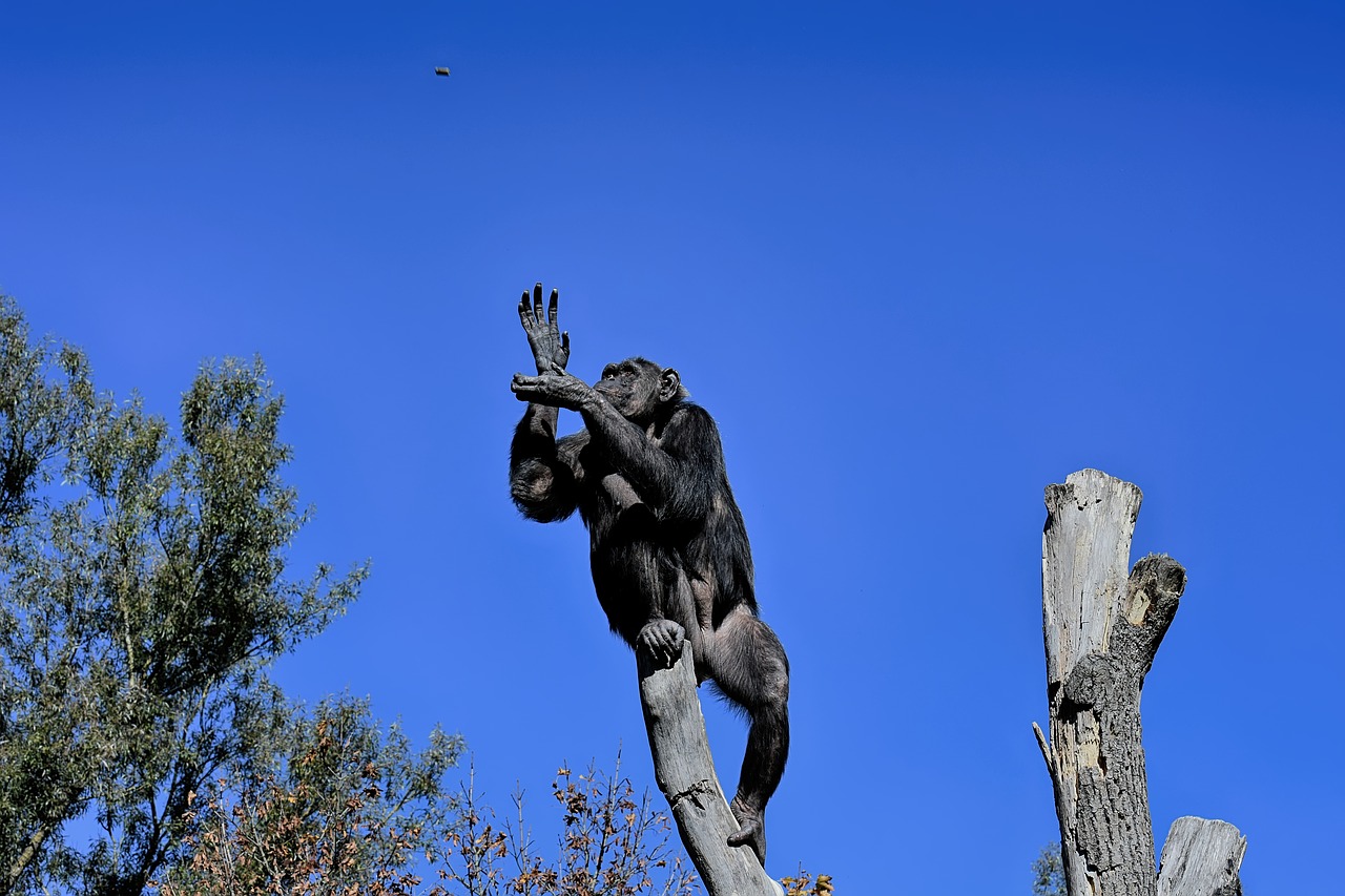 chimpanzee  monkey  food free photo