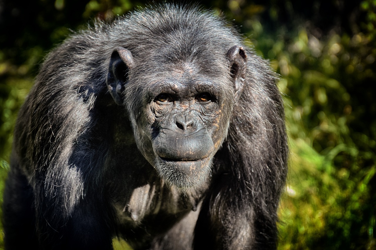 chimpanzee  monkey  animal world free photo