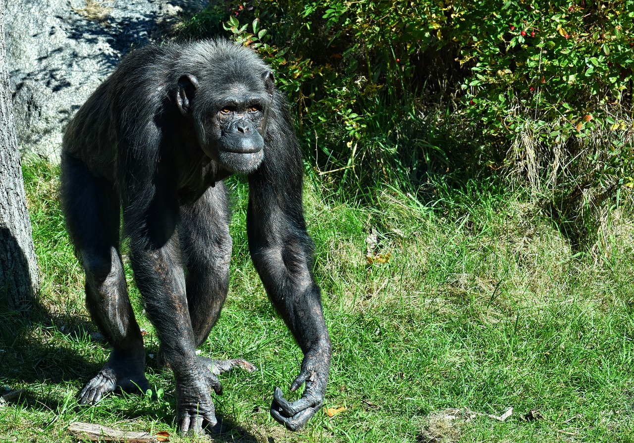 chimpanzee  monkey  animal world free photo