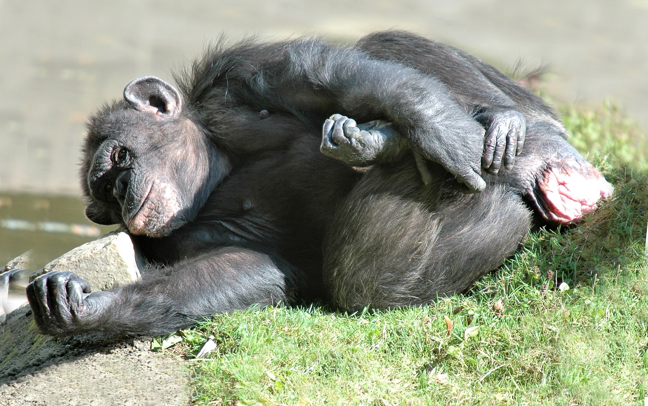 chimpanzee  animal  monkey free photo