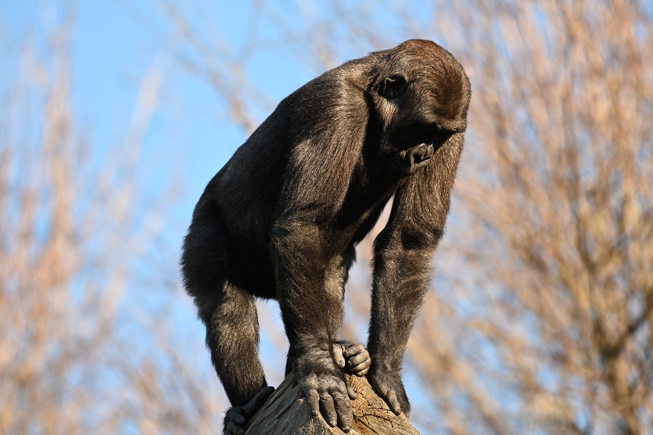 chimpanzee  zoo  monkey free photo