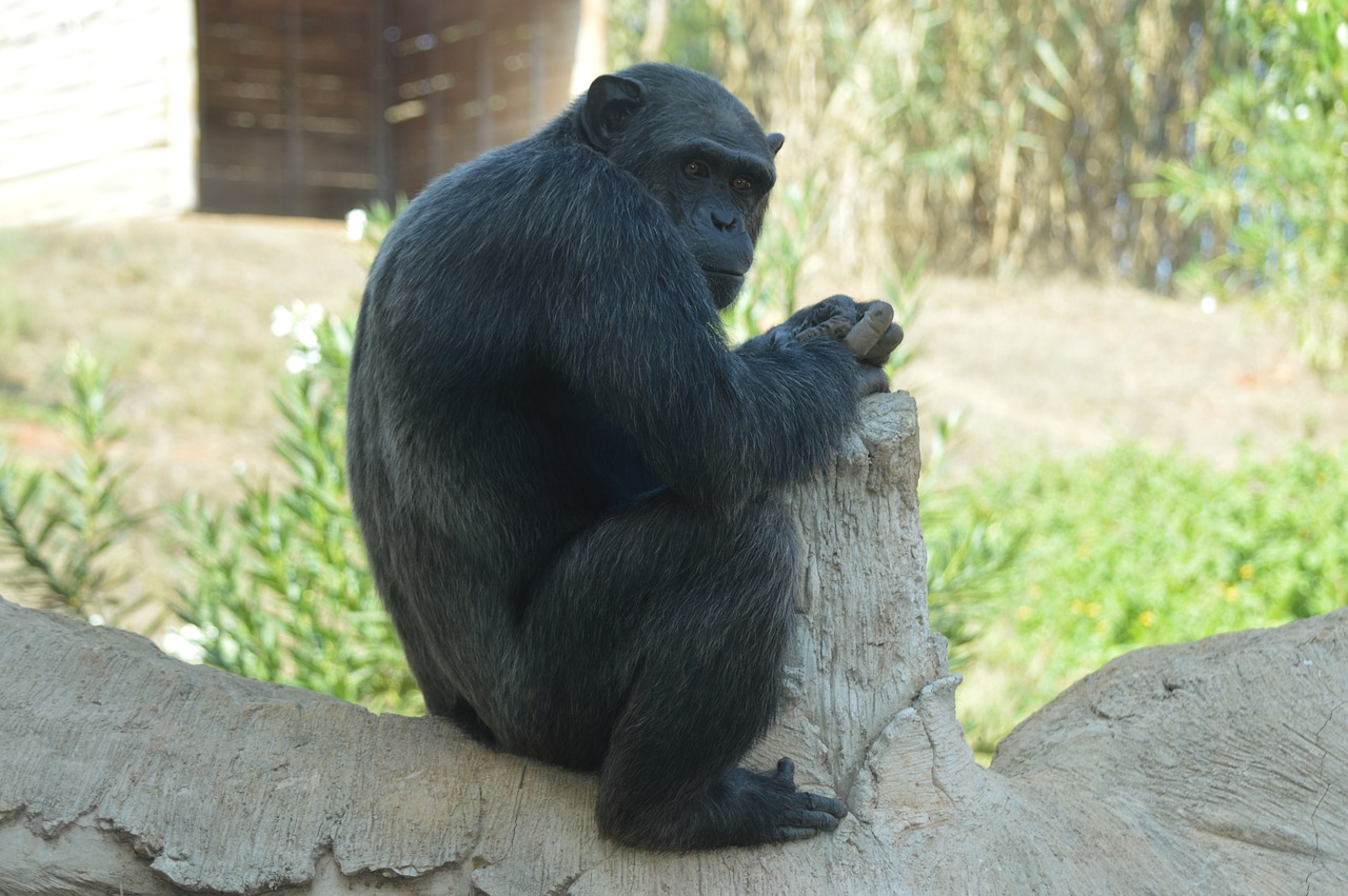 chimpanzee  primate  hominid free photo
