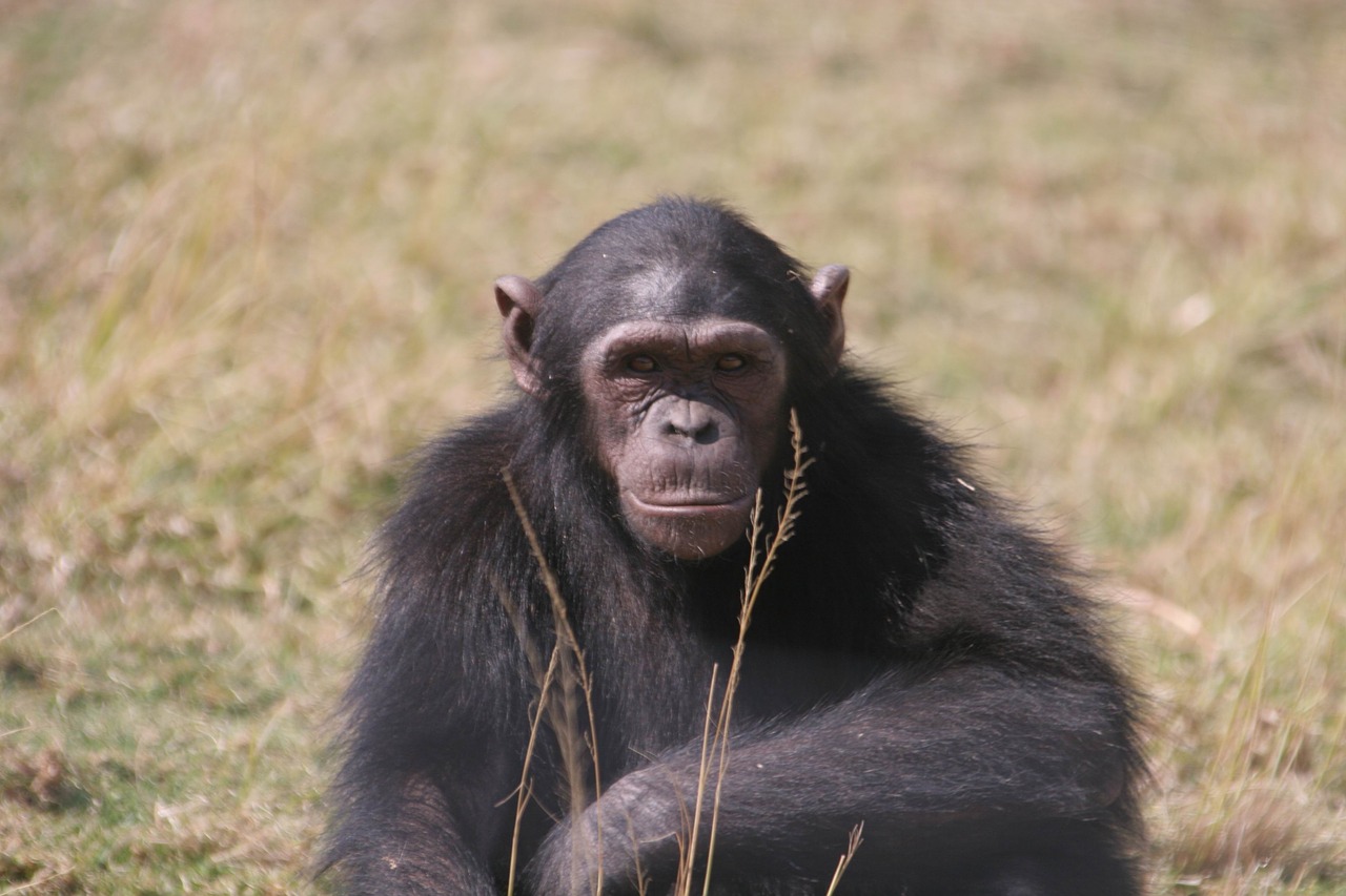chimpanzee  eden  jane free photo