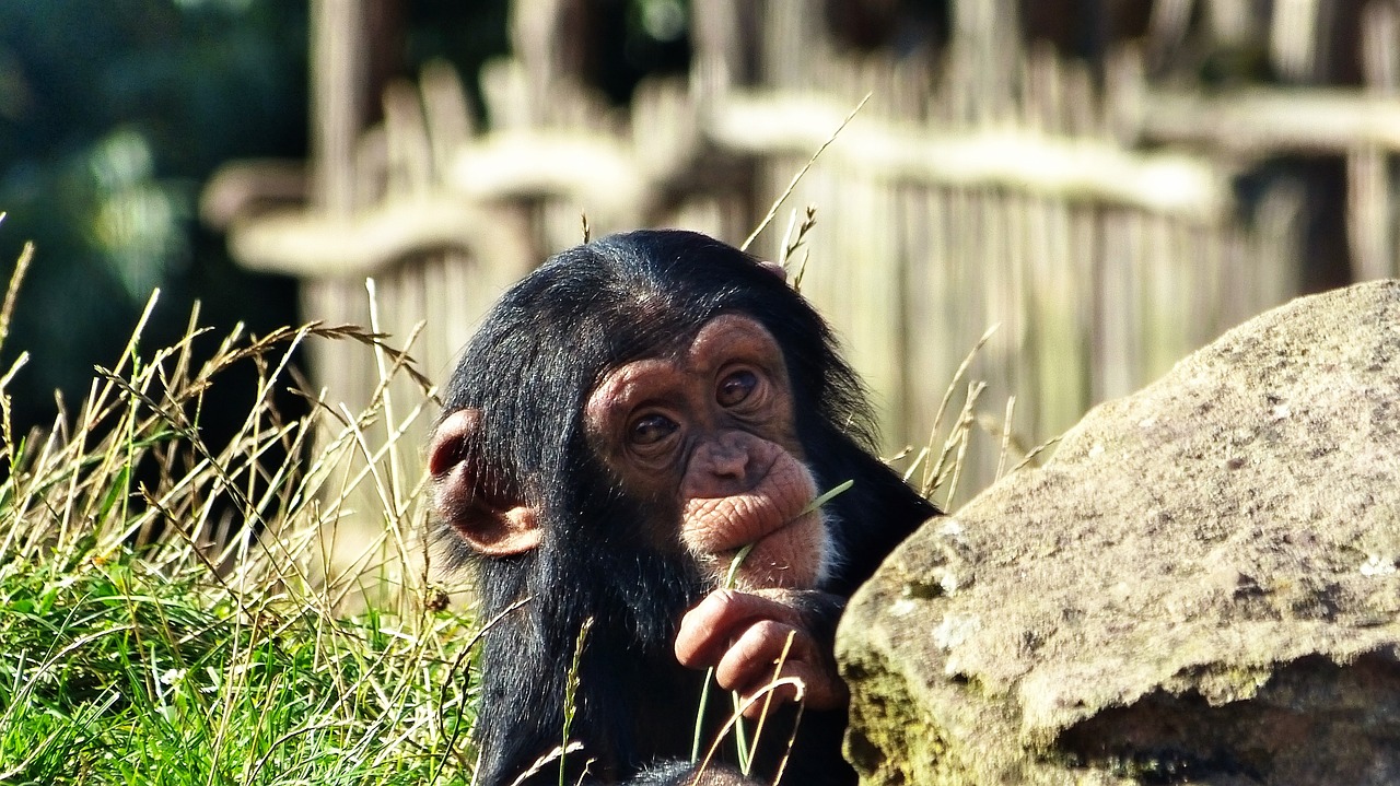 chimpanzee  monkey  zoo free photo
