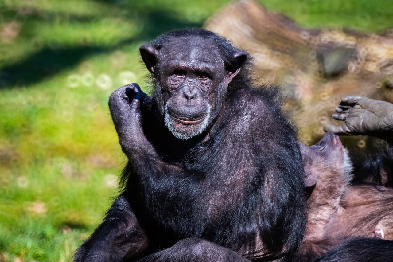 chimpanzee  ape  animal free photo