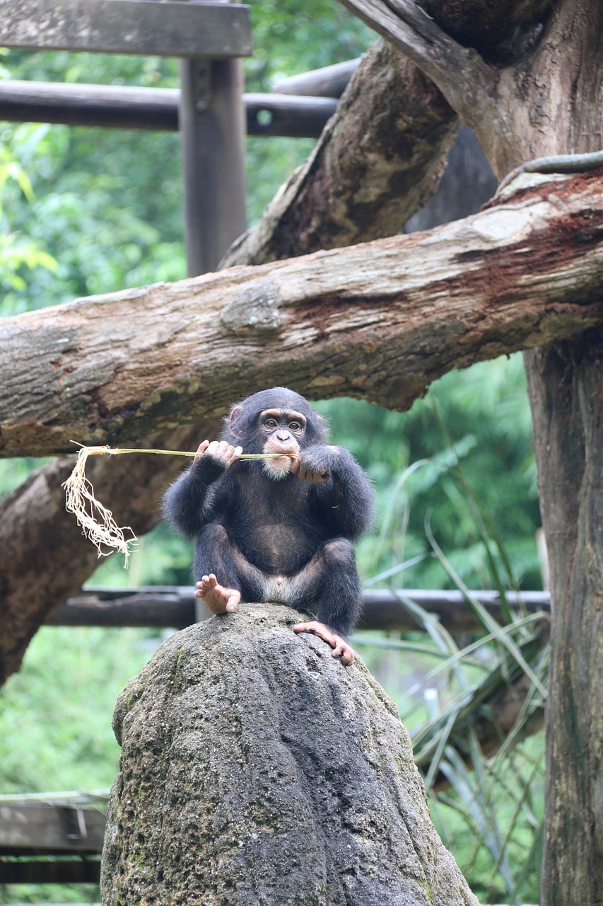 chimpanzee cute monkey free photo