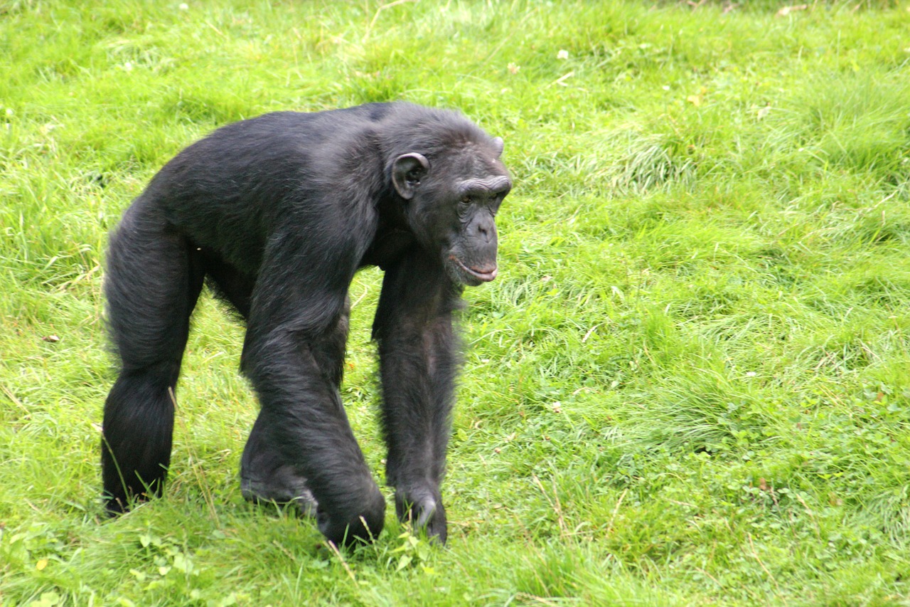 chimpanzee monkey zoo free photo