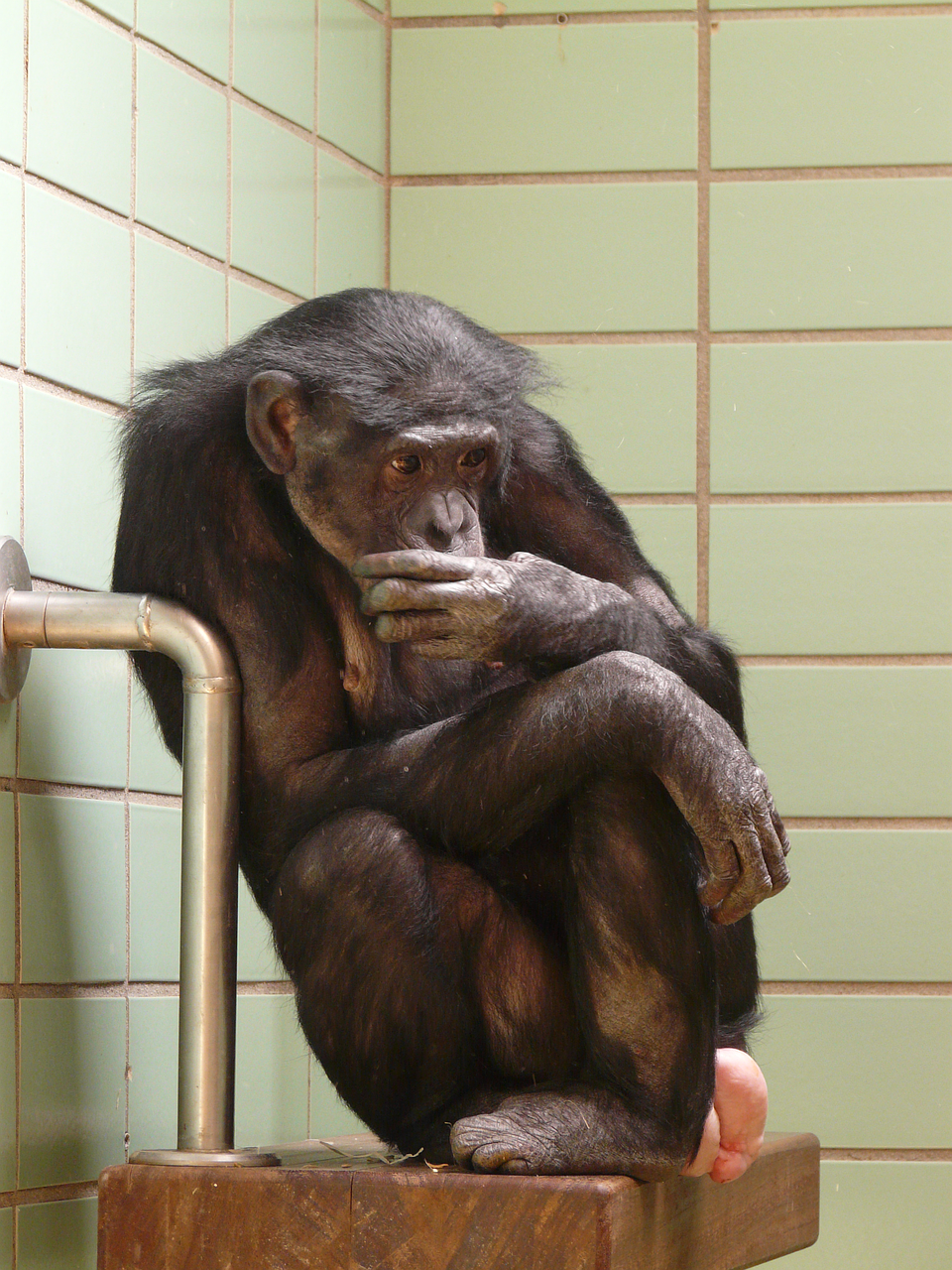 chimpanzee monkey zoo free photo