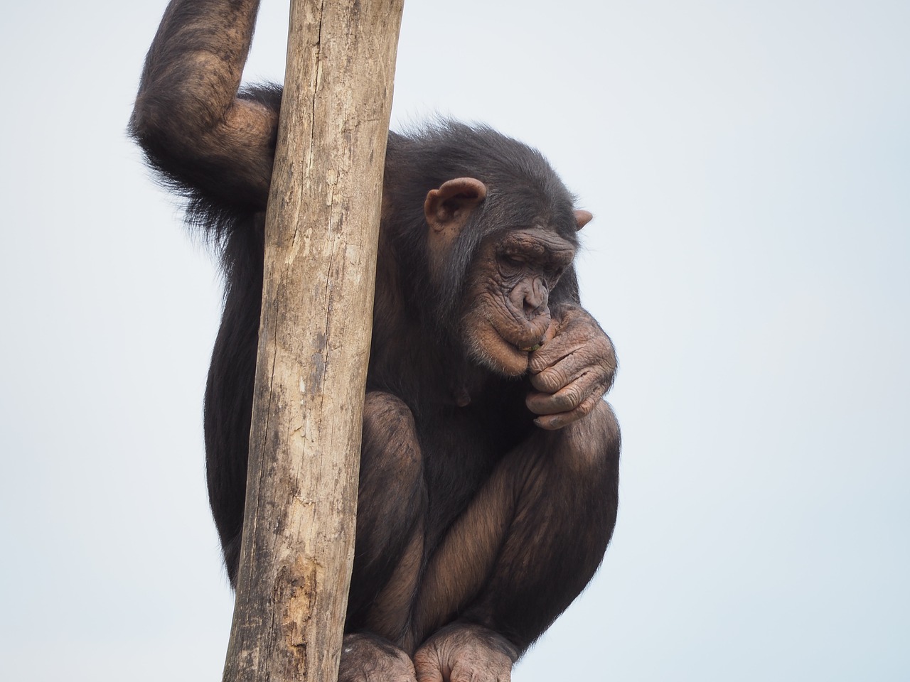 chimpanzee animals climbing free photo