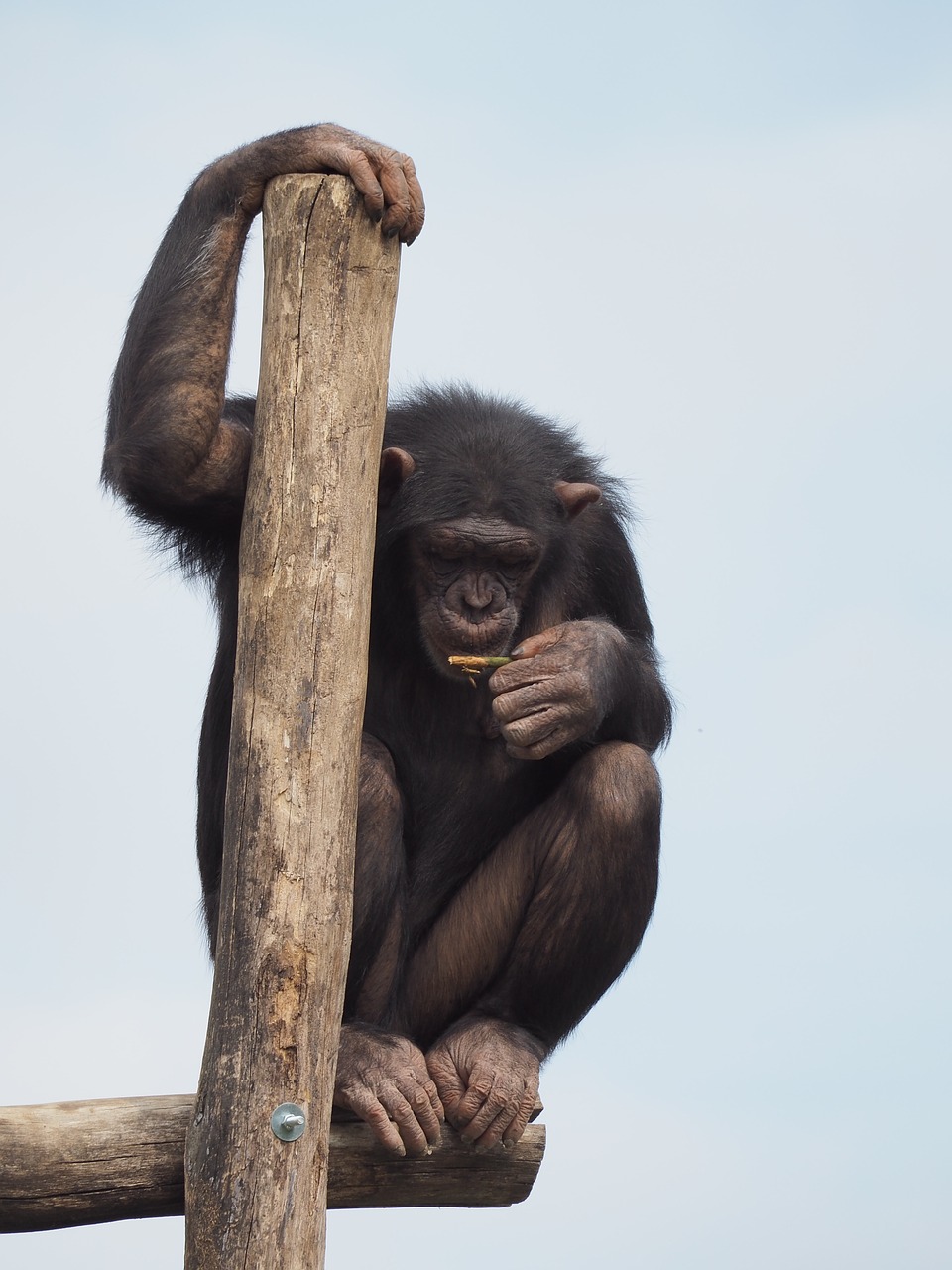 chimpanzee monkey thinking free photo