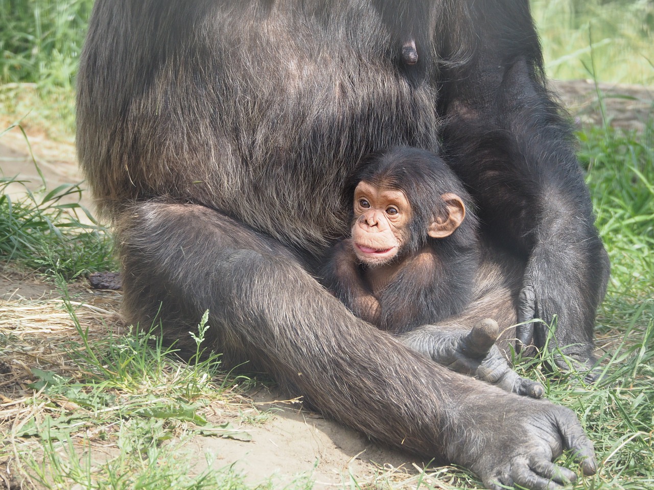 chimpanzee baby monkey free photo