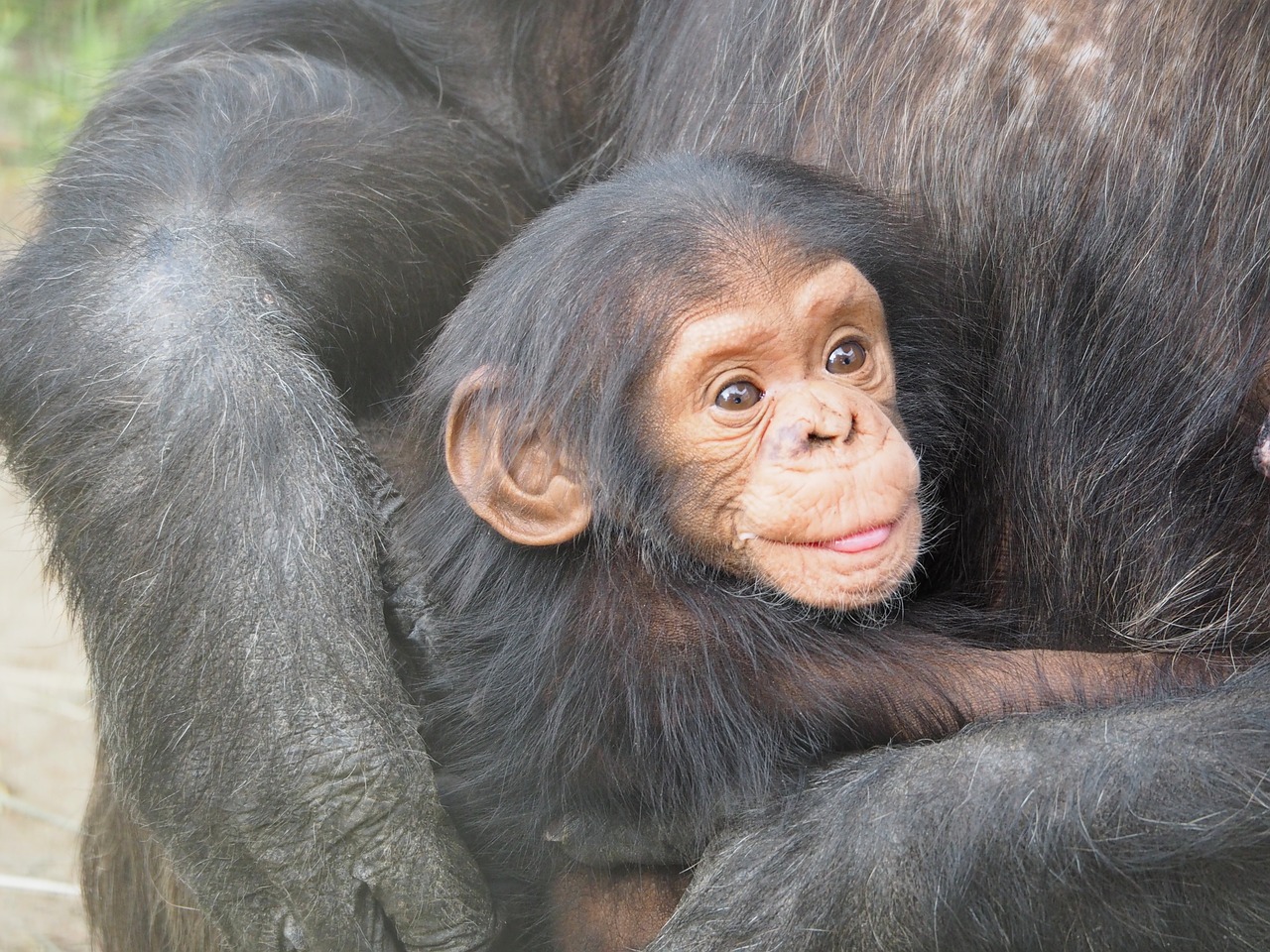 chimpanzee baby mother free photo