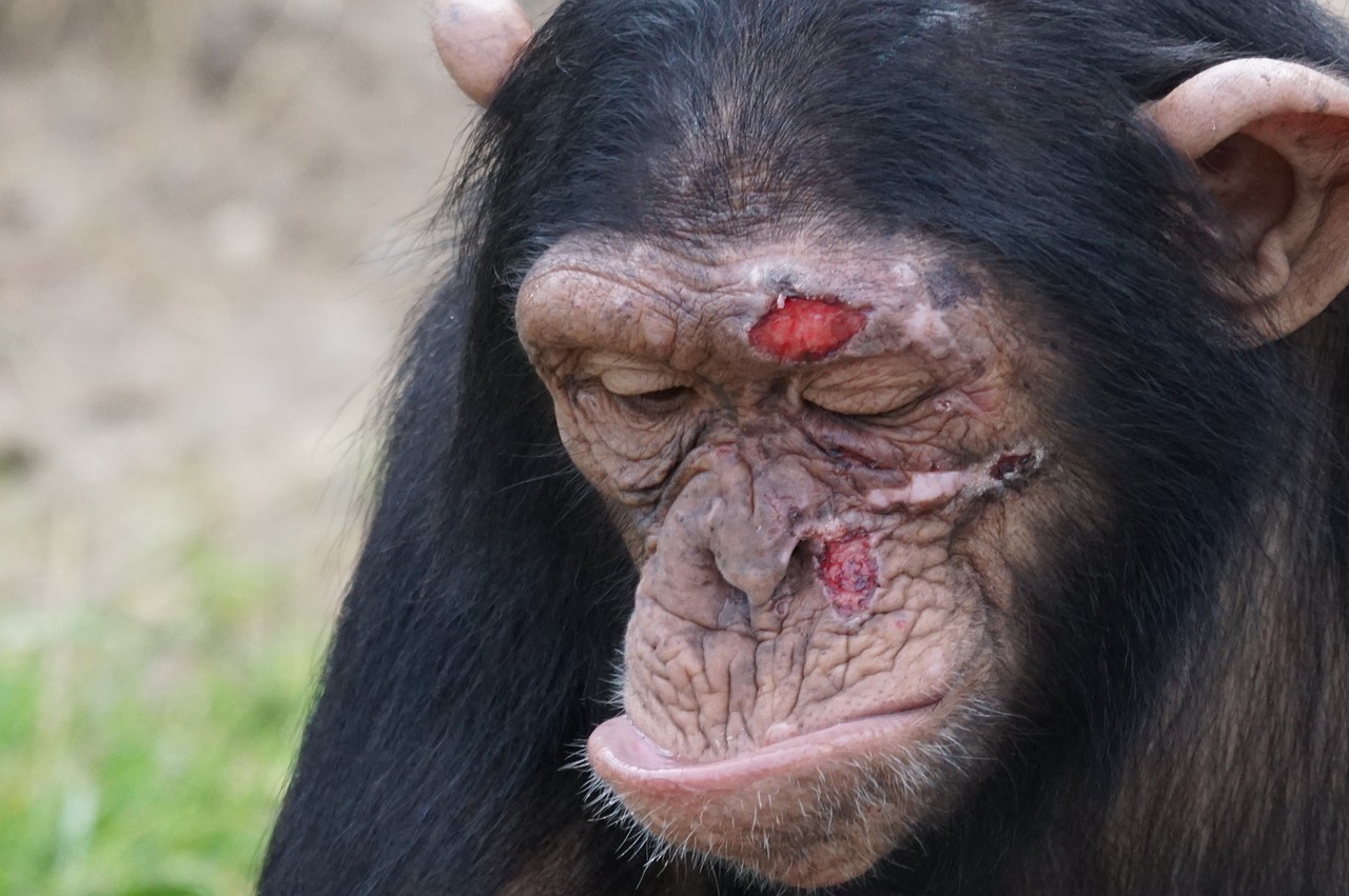 chimpanzee mammal injury free photo