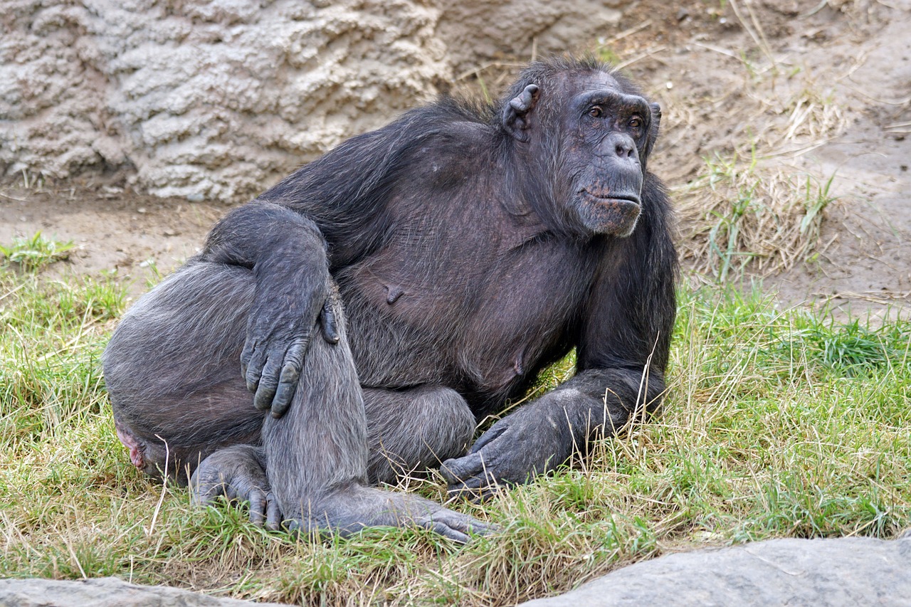 chimpanzee mammal dangerous free photo