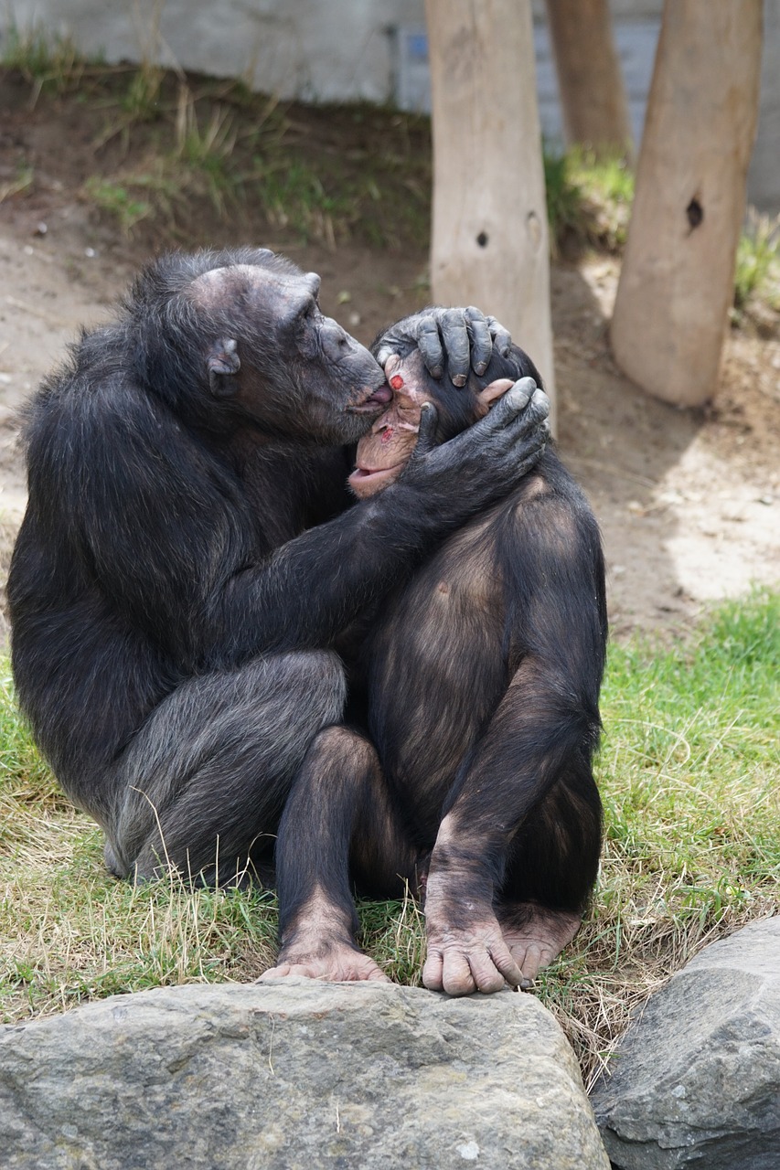 chimpanzee mammal care free photo