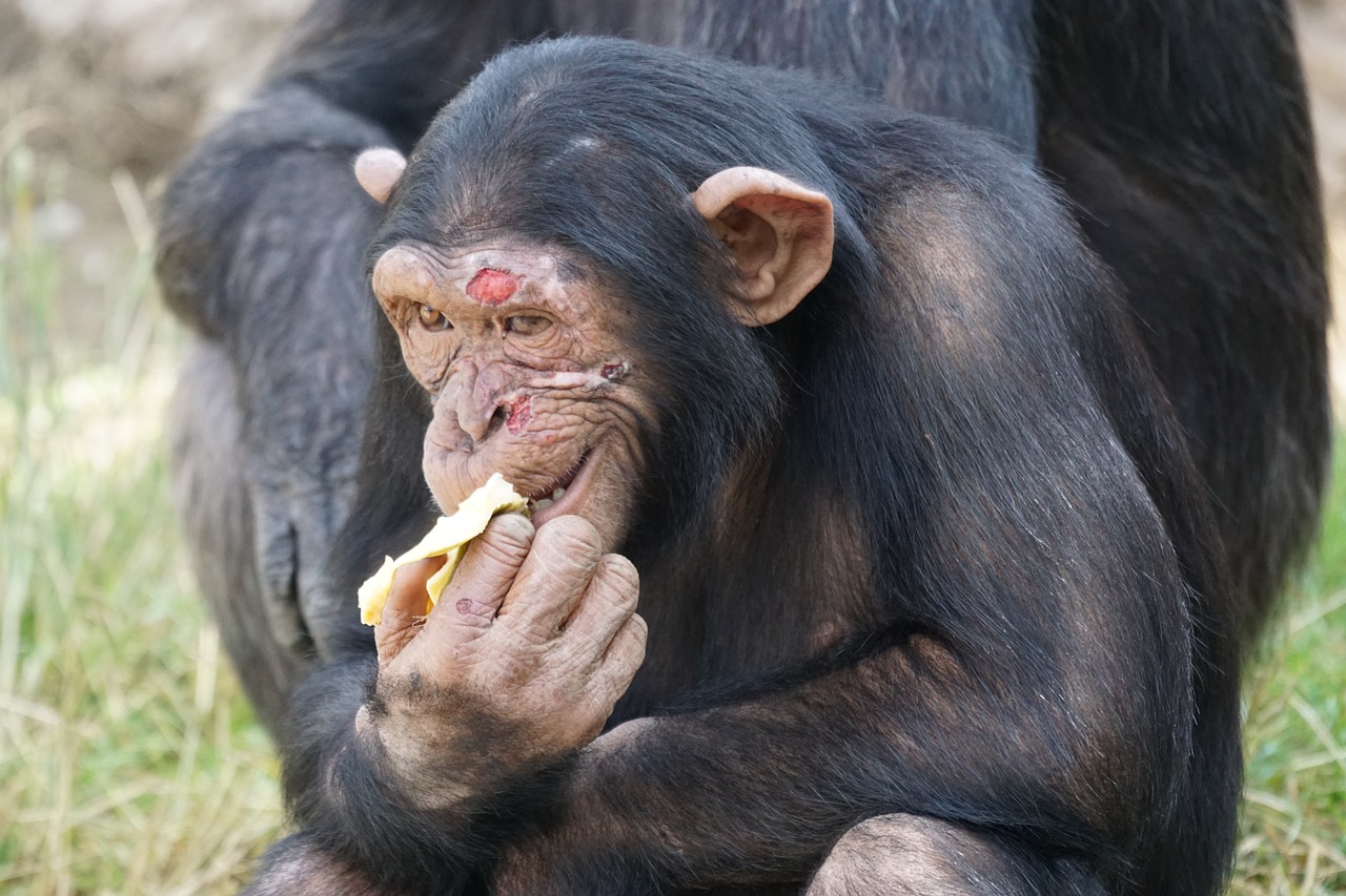 chimpanzee mammal dangerous free photo