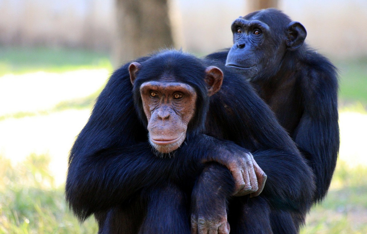 chimpanzee monkey apes free photo