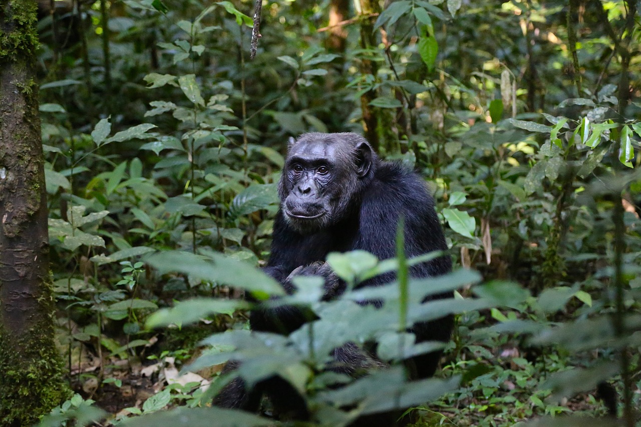 chimpanzee uganda monkey free photo