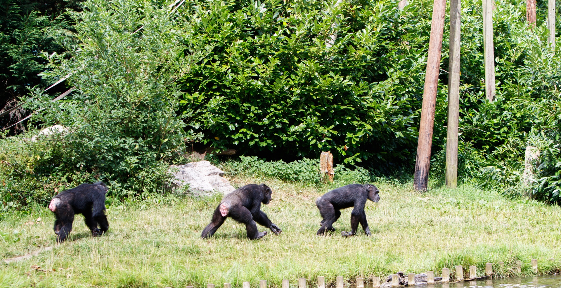 chimpanzee chimpanzees chimp free photo