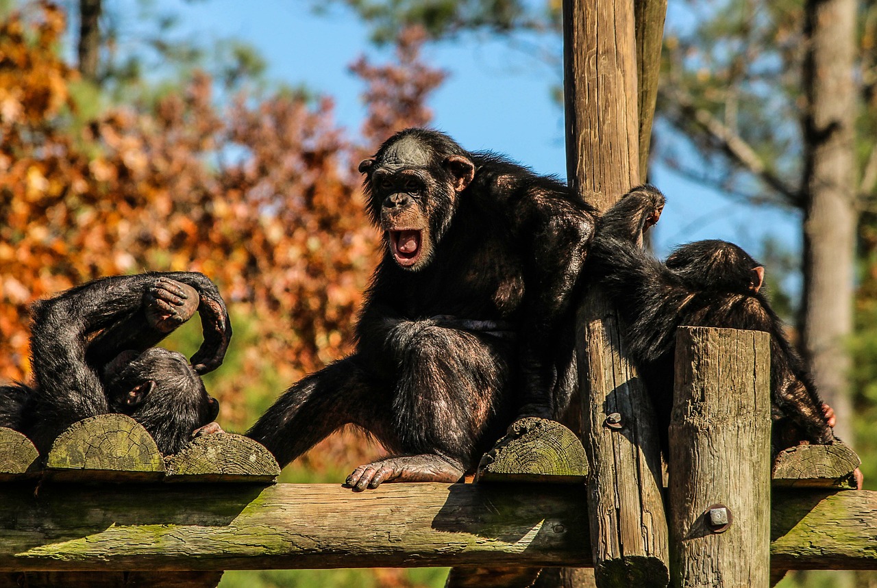 chimpanzees chimps chimp family free photo