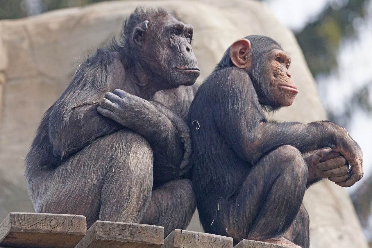 chimps primates ape free photo