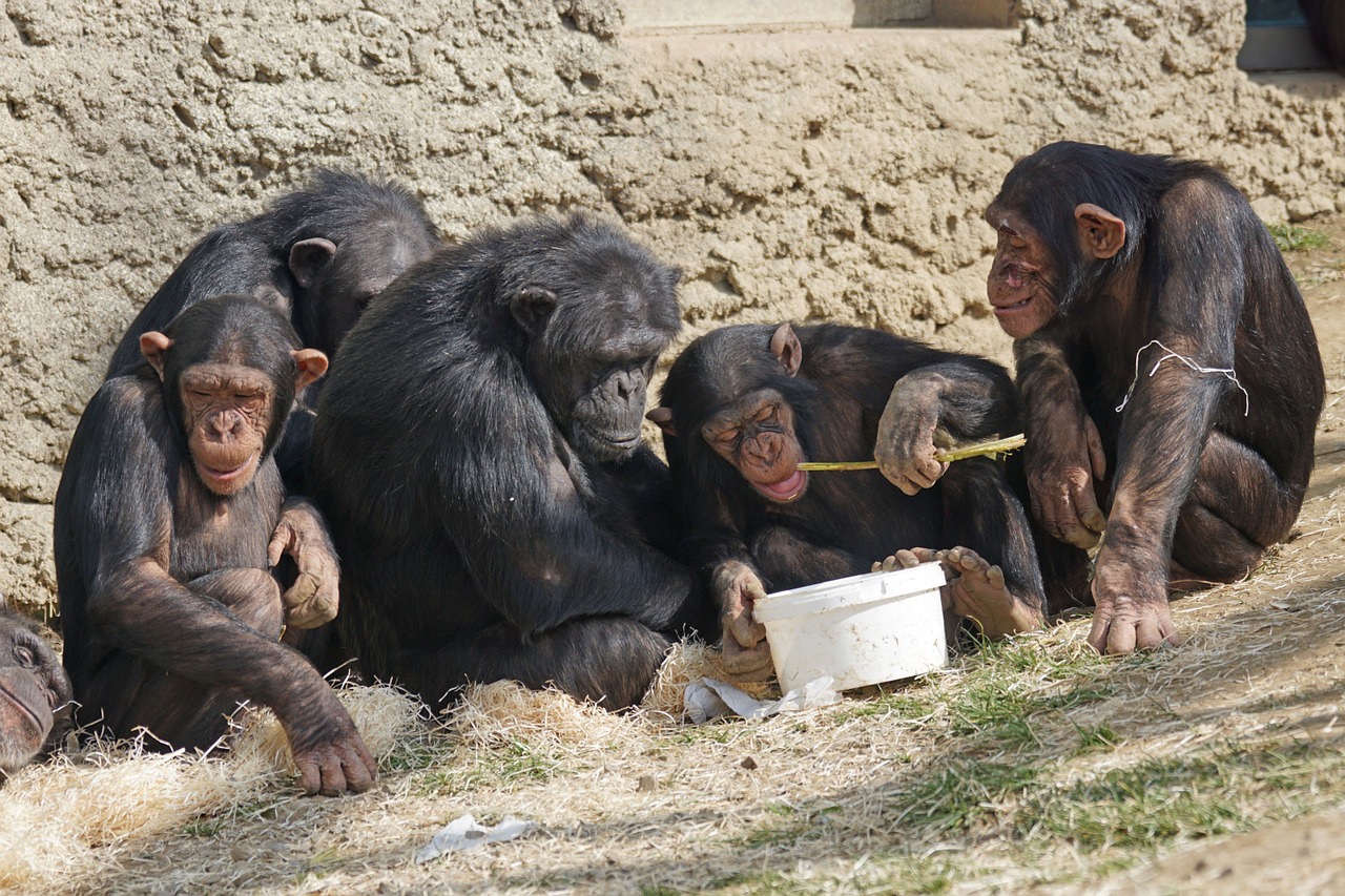 chimps primates apes free photo