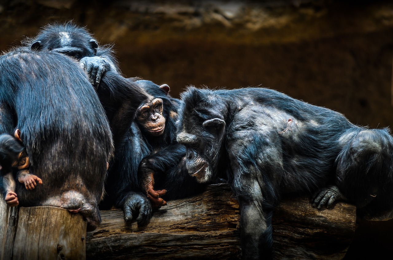 chimps ape animal free photo