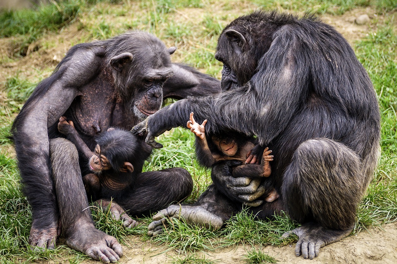 chimps  ape  apes free photo