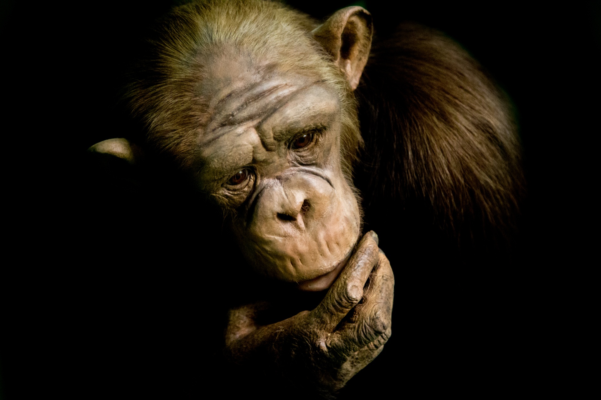 animal ape black free photo
