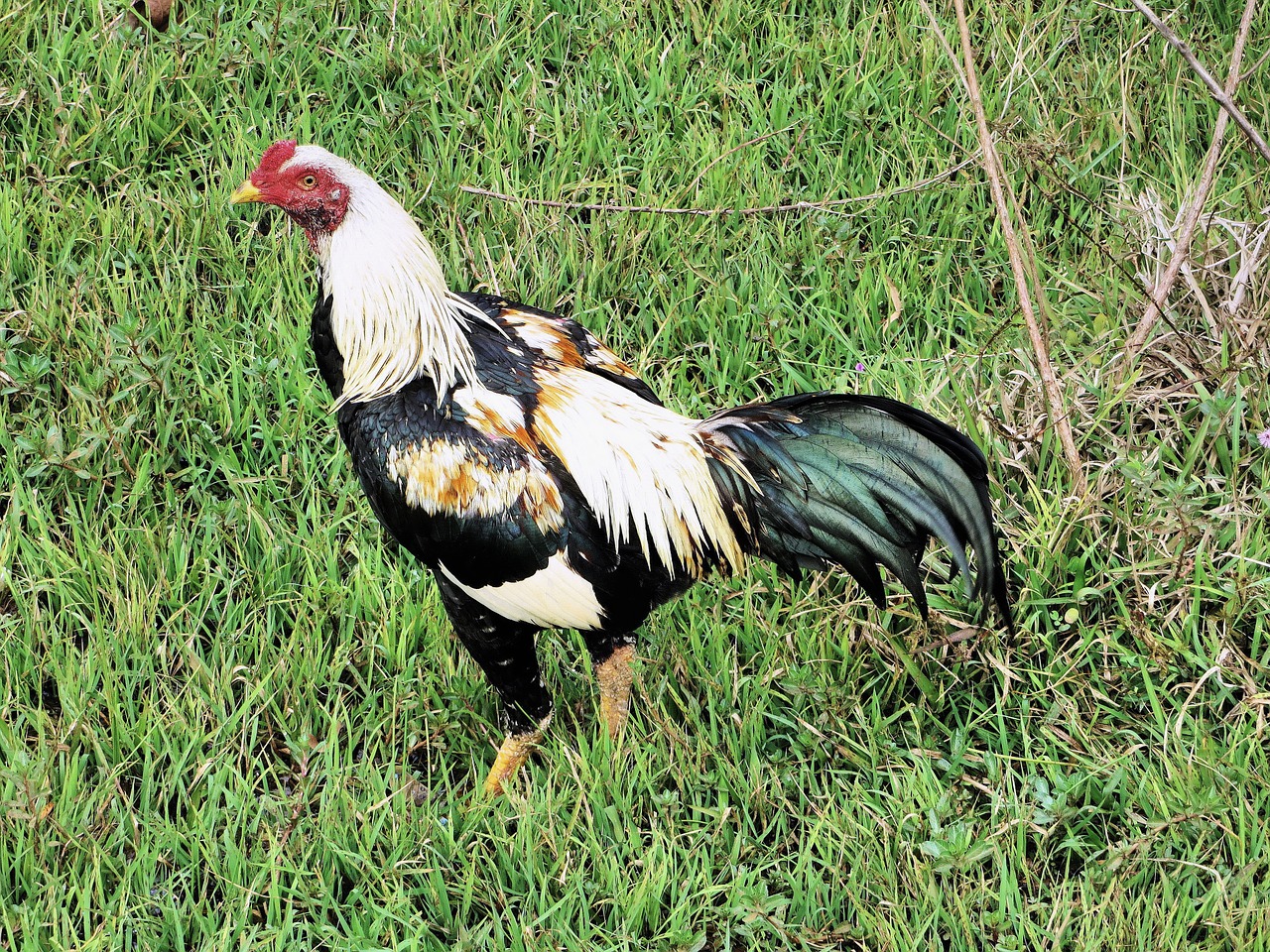 china cock animal free photo