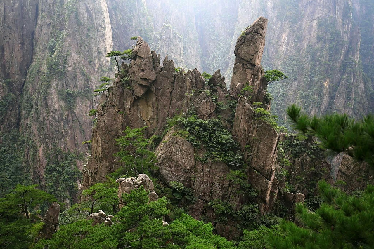 china huangshan cypress free photo