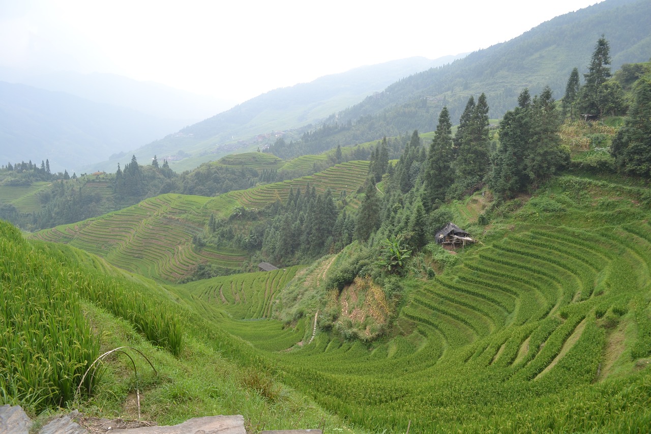 china rice paddies longsheng free photo