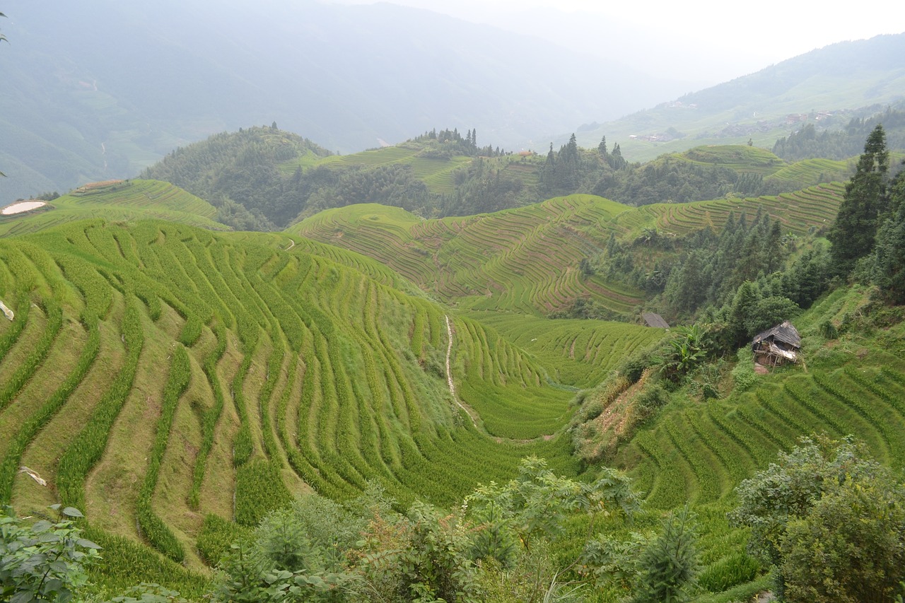 china rice paddies terraces free photo