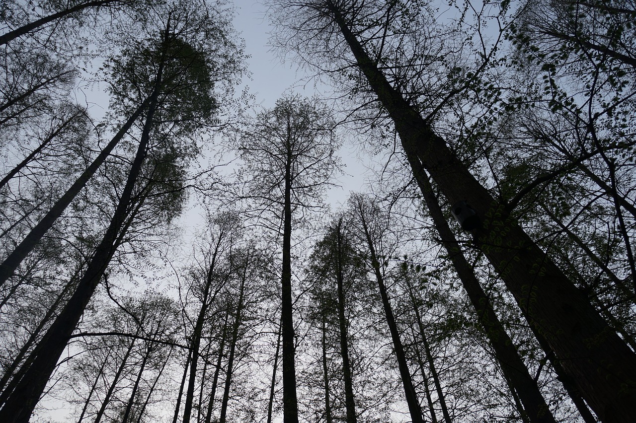 china trees the sky free photo