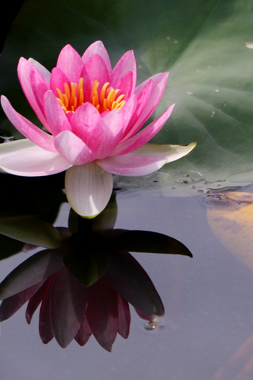 china flower lotus free photo