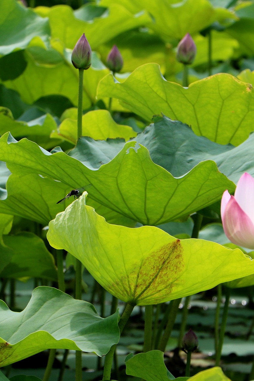china flower lotus free photo