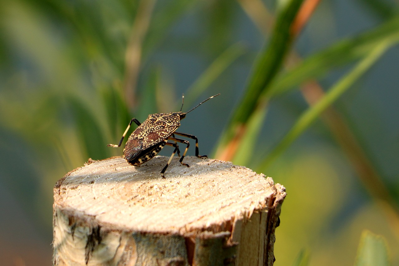 china pet beetle free photo