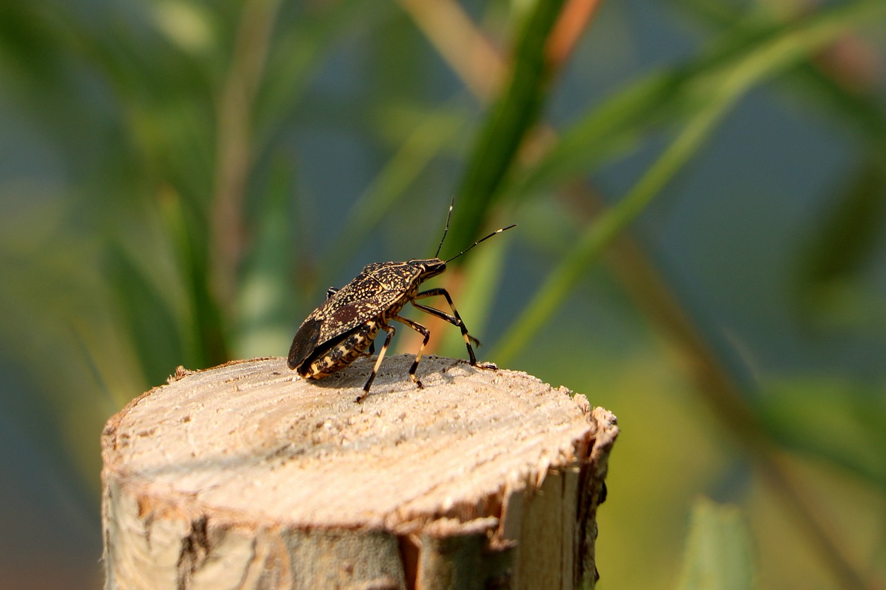 china pet beetle free photo