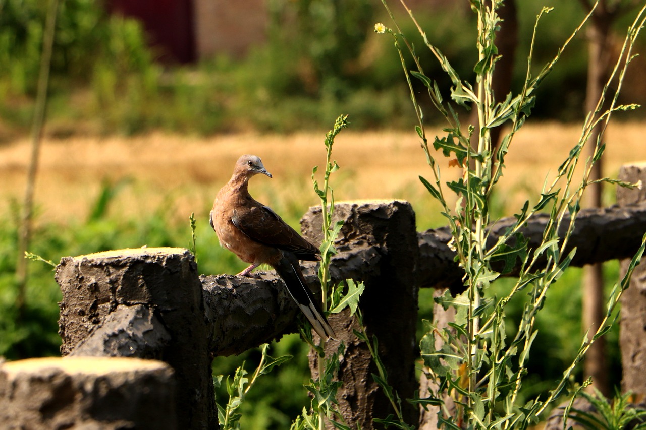 china pet bird free photo