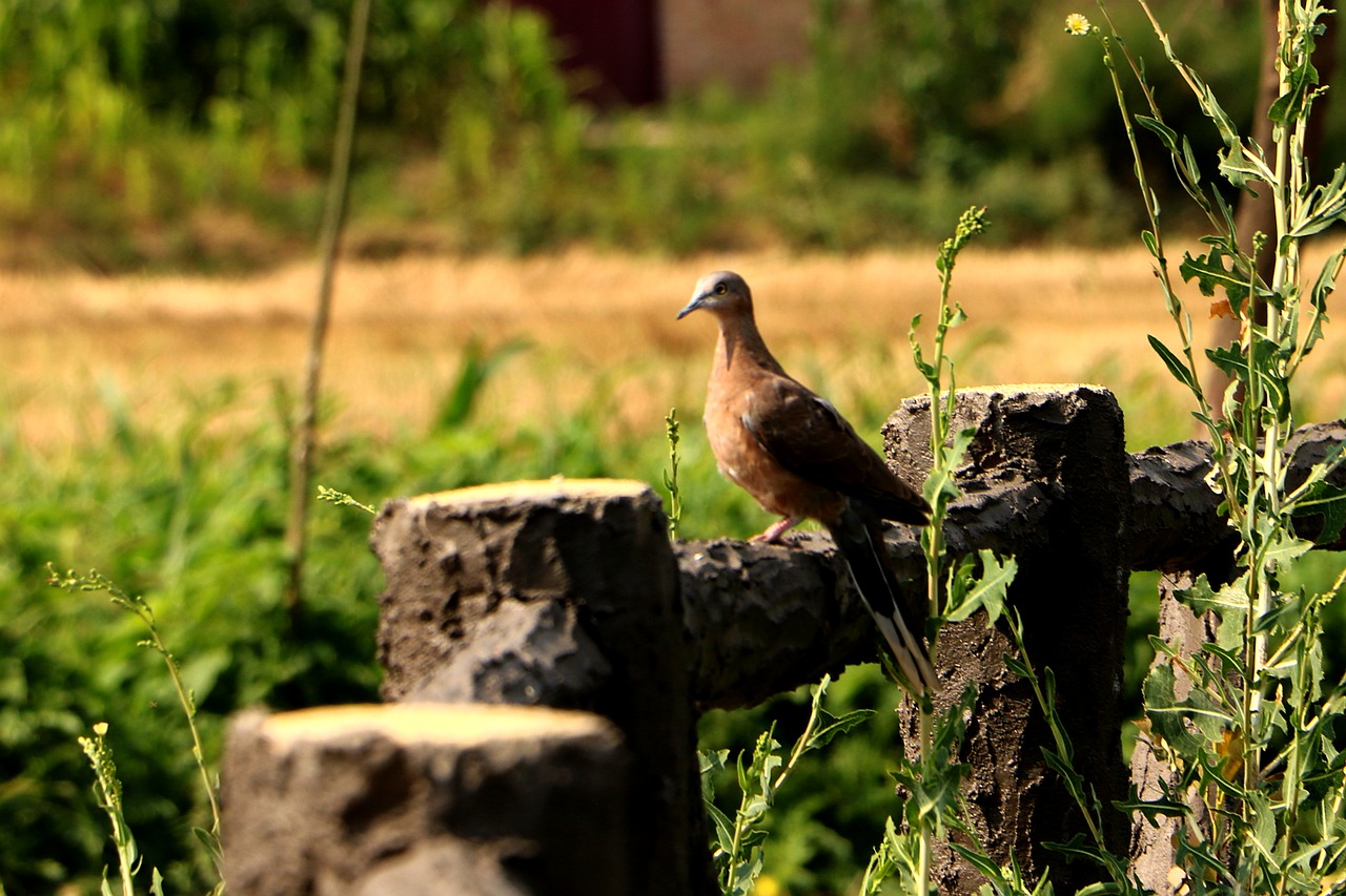 china pet bird free photo