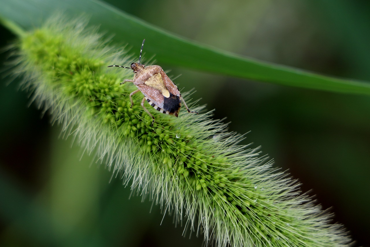 china pet beetle free photo