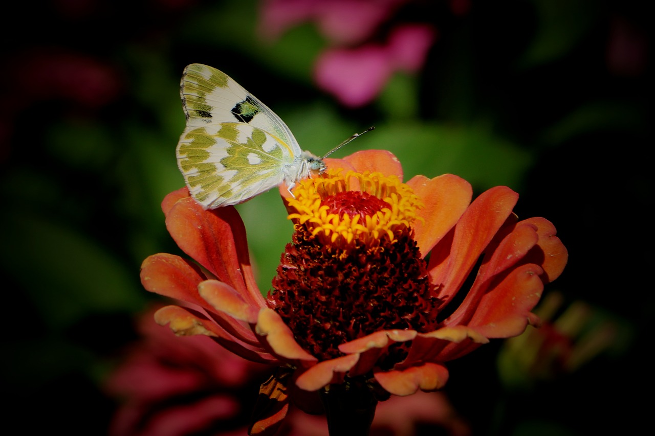 china pet butterfly free photo