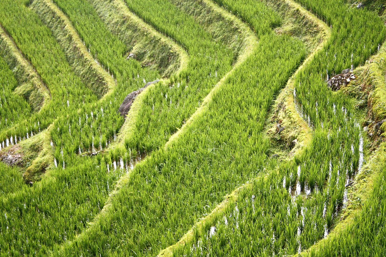 china  rice fields  guillin free photo
