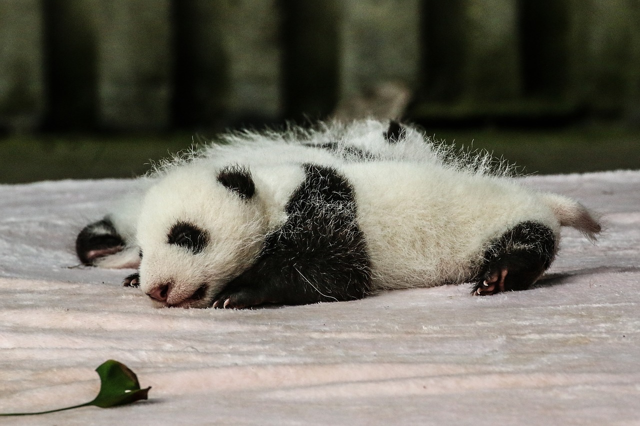 china  chengdu  panda free photo