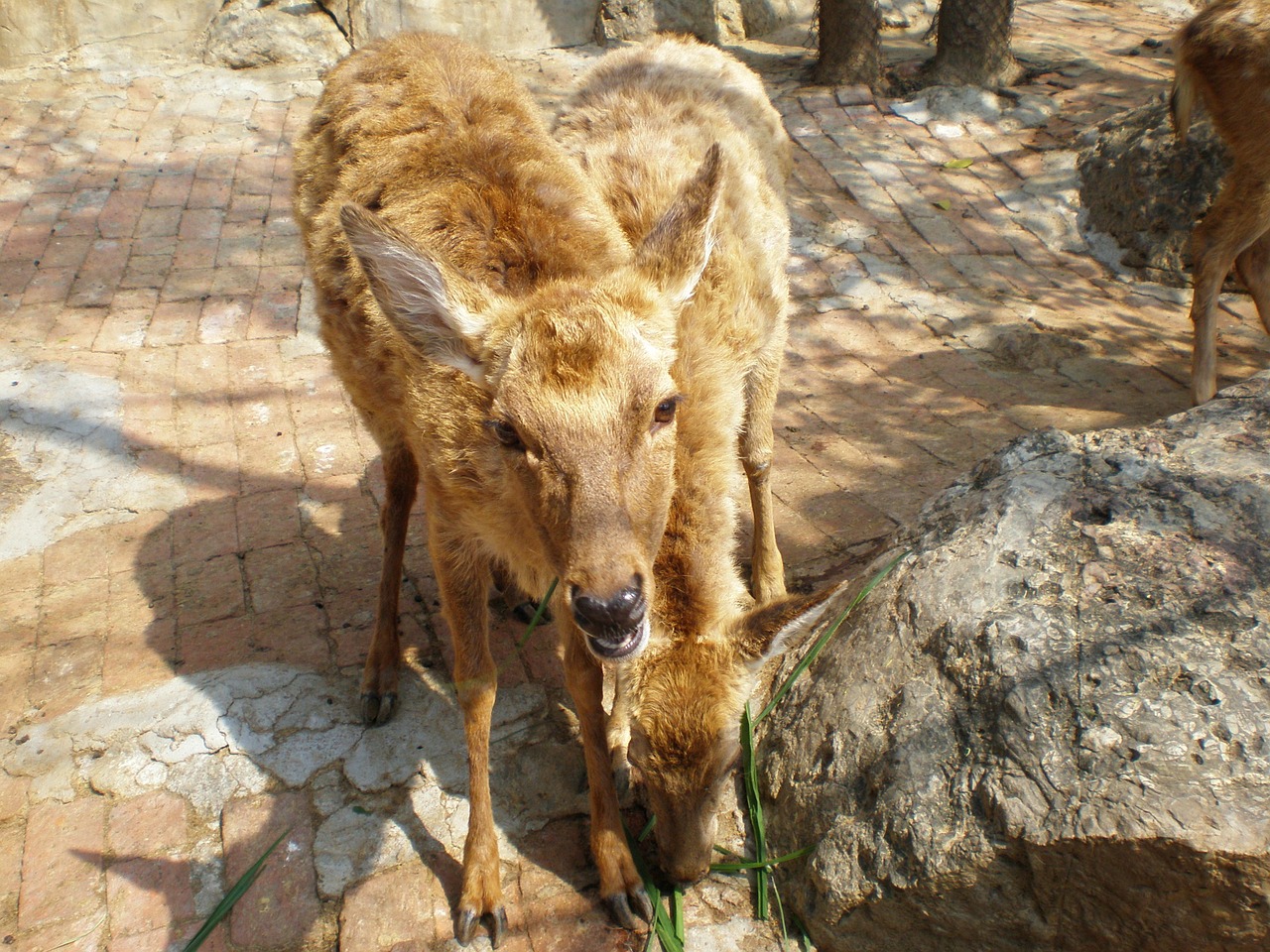 china donkey animal free photo