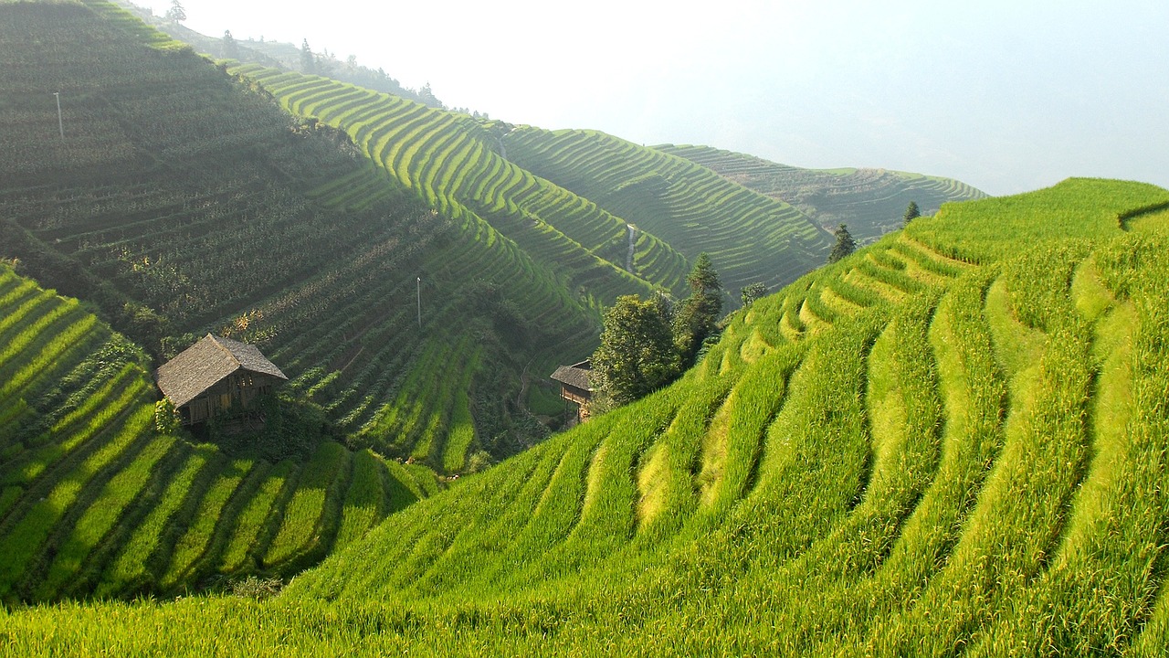 china rice terraces landscape free photo