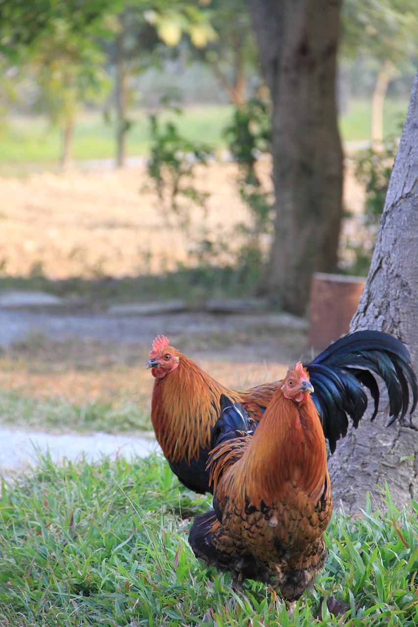 china home chicken free photo