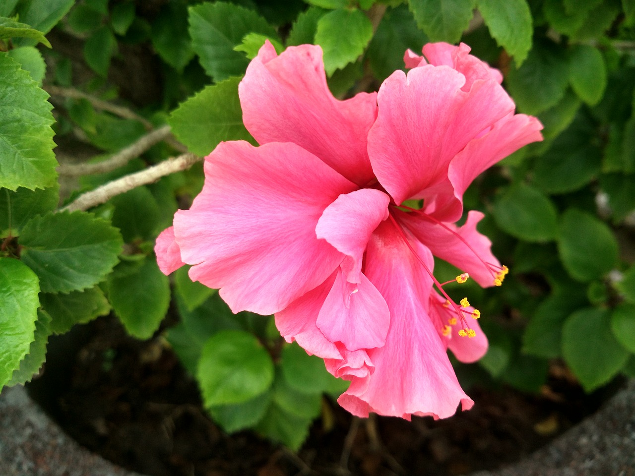 china-rose hibiscus flower free photo