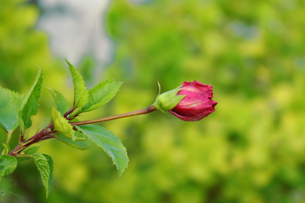 china rose bud blossom free photo