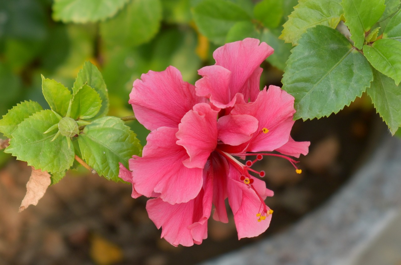 china-rose hibiscus flower free photo